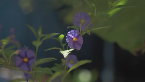 canguro-manzana solanum laciniatum poca profundidad de campo disparo bokeh