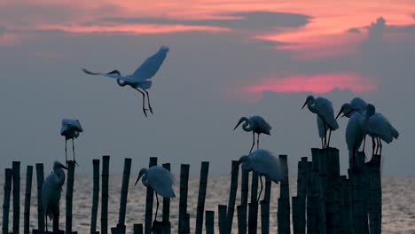 The-Great-Egret,-also-known-as-the-Common-Egret-or-the-Large-Egret