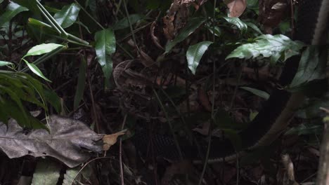 snake hiding in leafs in rainforest