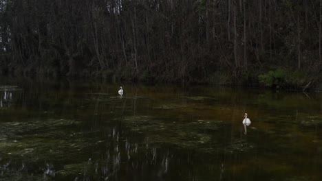 Kreisförmige-Drohnenaufnahme-Zweier-Anmutiger-Schwäne,-Die-Friedlich-Im-Fluss-Gleiten,-Umgeben-Von-üppigem-Grün