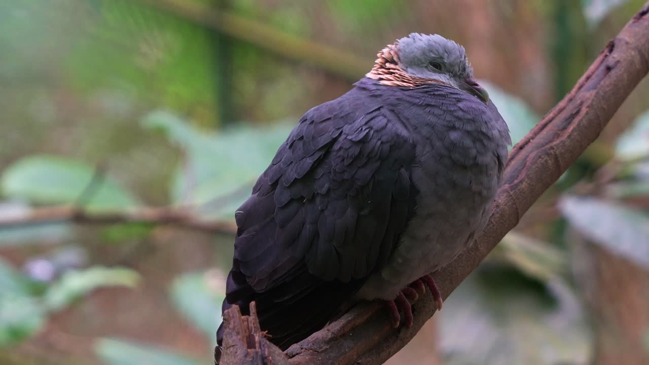An ashy wood-pigeon, columba pulchricollis, perched on tree branch, fluffs up the feathers and slowly falling asleep, close up shot