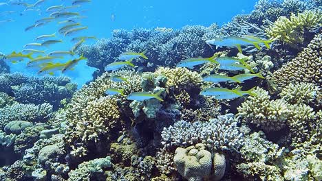 underwater shots while diving on a colorful reef with many fishes.