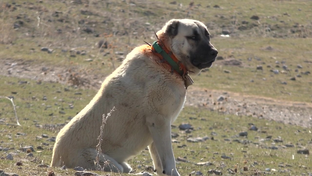 Cane da pastore Kangal seduto in un campo rurale.