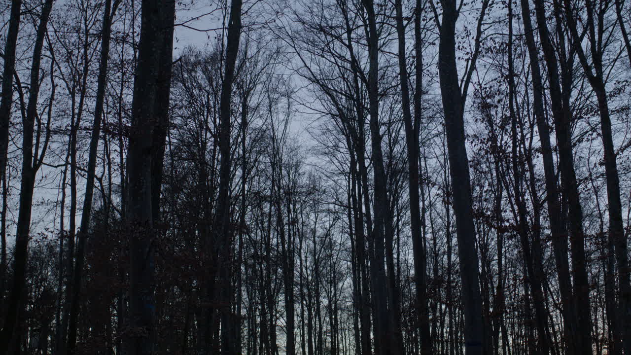 Camera tilting slowly up in an empty dark forest at blue hour