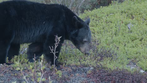 primer plano de un oso negro adolescente comiendo plantas pequeñas en canadá