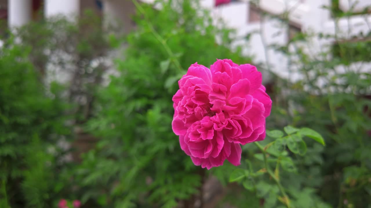 A stunning close-up of a vivid pink rose in full bloom, captured in a lush green garden setting with soft background blur