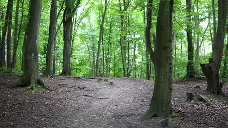 shady path trail through lush green forest with tall trees - medium shot