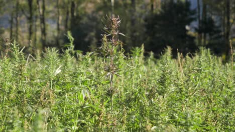 el amanecer sobre la plantación de cáñamo balanceándose, balanceándose suavemente