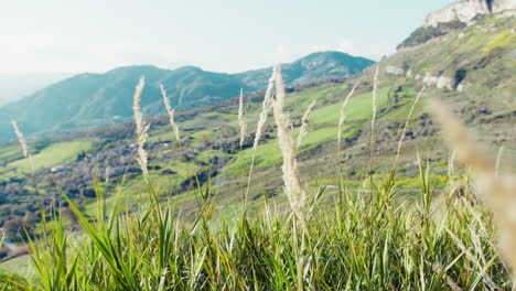 libertad y relajación espiritual con las plantas moviéndose hacia un valle prístino