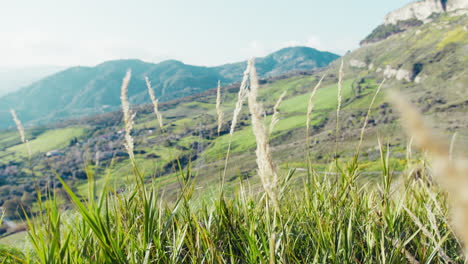 freedom and spiritual relaxation with plants moving towards a pristine valley