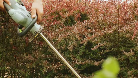 gardener trimming hedge in green park with electric trimmer for hedge. worker shaping bushy fence in the garden. cutting shrub plant with orange electric trimmer in the backyard.