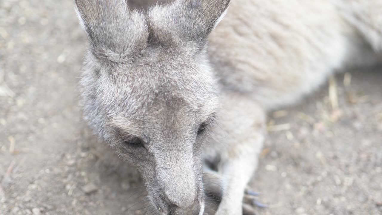 호주 보호구역의 어린 캥거루