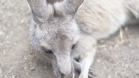 canguro joven en conservación australiana