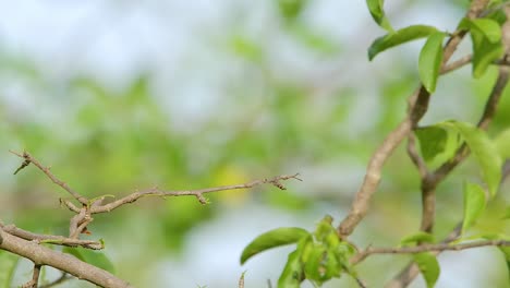 Blue-tailed-Emerald-hummingbird-rear-wide-angle-as-it-takes-off-in-flight