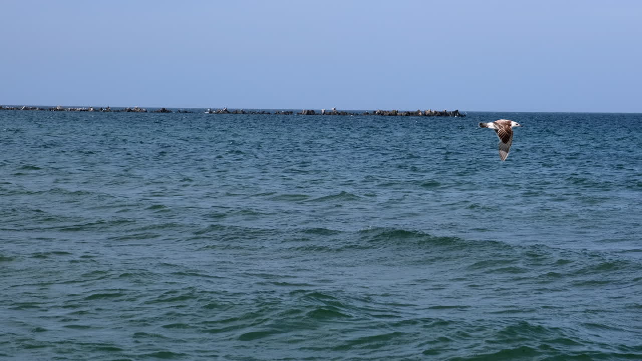 물 위에 부리로 물고기를 잡고 날아가는 갈매기의 슬로우 모션