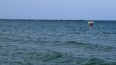 Slow-motion-of-seagull-flying-and-holding-a-fish-with-the-beak-over-the-water