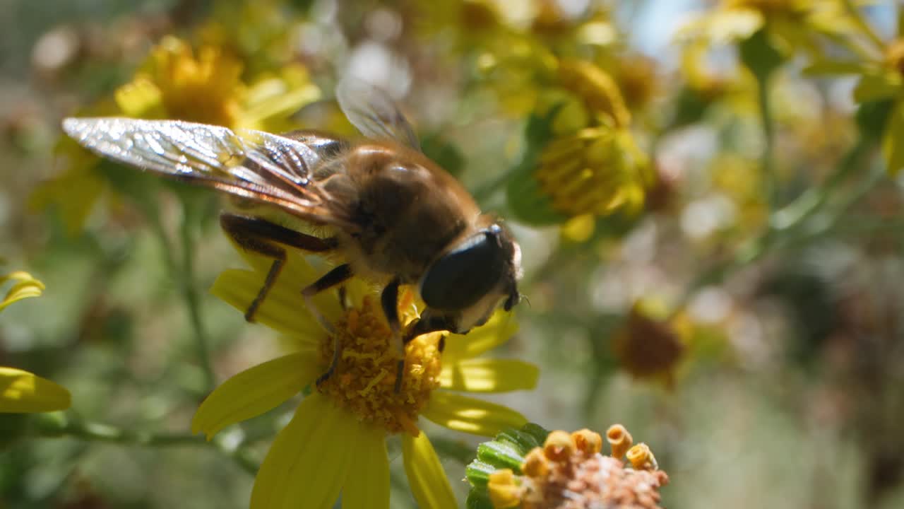 Hoverfly op een gele bloem