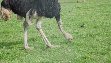a common ostrich is seen pecking and eating grass in a zoo enclosure setting