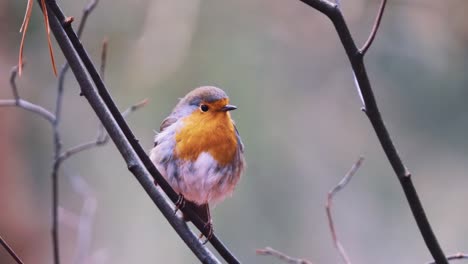 Europäischer-Rotkehlchen-Singvogel,-Der-Auf-Dem-Ast-Eines-Baumes-Steht