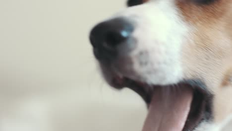 primer plano del hocico del perro