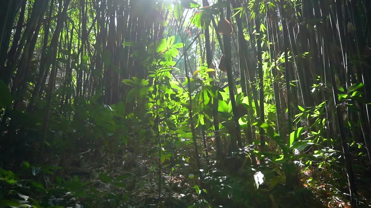 Bamboo Forest vegetation enlightened by the sun near Chiang Rai, Thailand