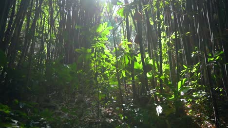 bamboo forest vegetation enlightened by the sun near chiang rai, thailand