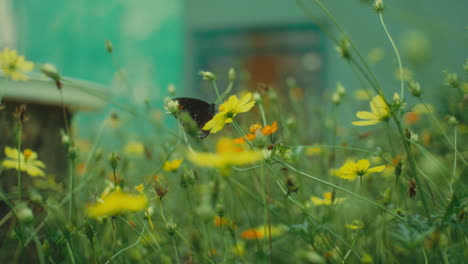 butterfly on cosmos flowers