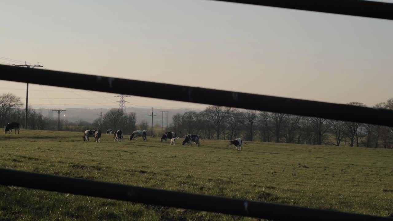 View of friesian cows grazing on farmland through view of metal gate tilting crane shot