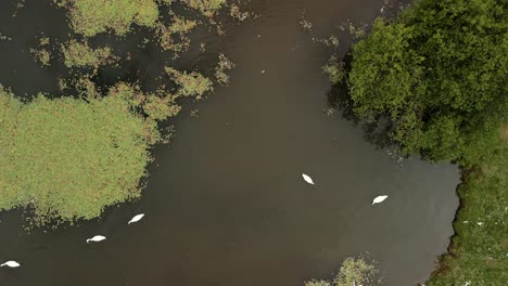 Aerial-shot-of-The-Waterworks-in-North-Belfast,-NI