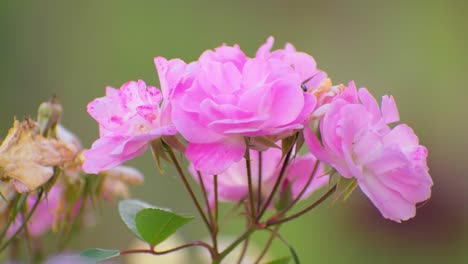 Avispa-En-Flor-Rosa-Flor-De-Peonía-Al-Aire-Libre,-Avispa,-Primer-Plano