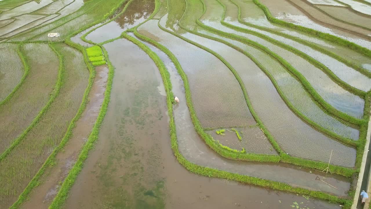 trabajo del agricultor en el campo de arroz, java central, indonesia