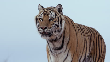 tiger isolated against light blue sky background looks towards camera