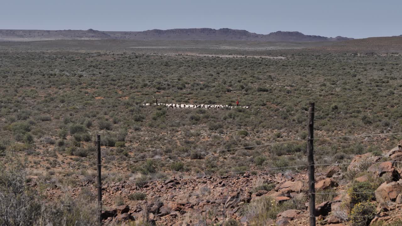 un rebaño de ovejas dorper son pastoreadas hacia la valla en la expansiva llanura de las tierras altas de karoo