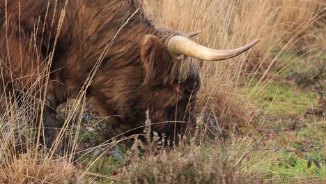 closeup and reveal of woolly coated longhorn hairy large scottish cow grazing freely in veluwe area nature in the netherlands