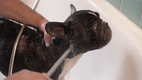 close up view an adorable french bulldog puppy getting a bath in a white bathtub. disliking water on the face while taking a bath to get cleaned up.