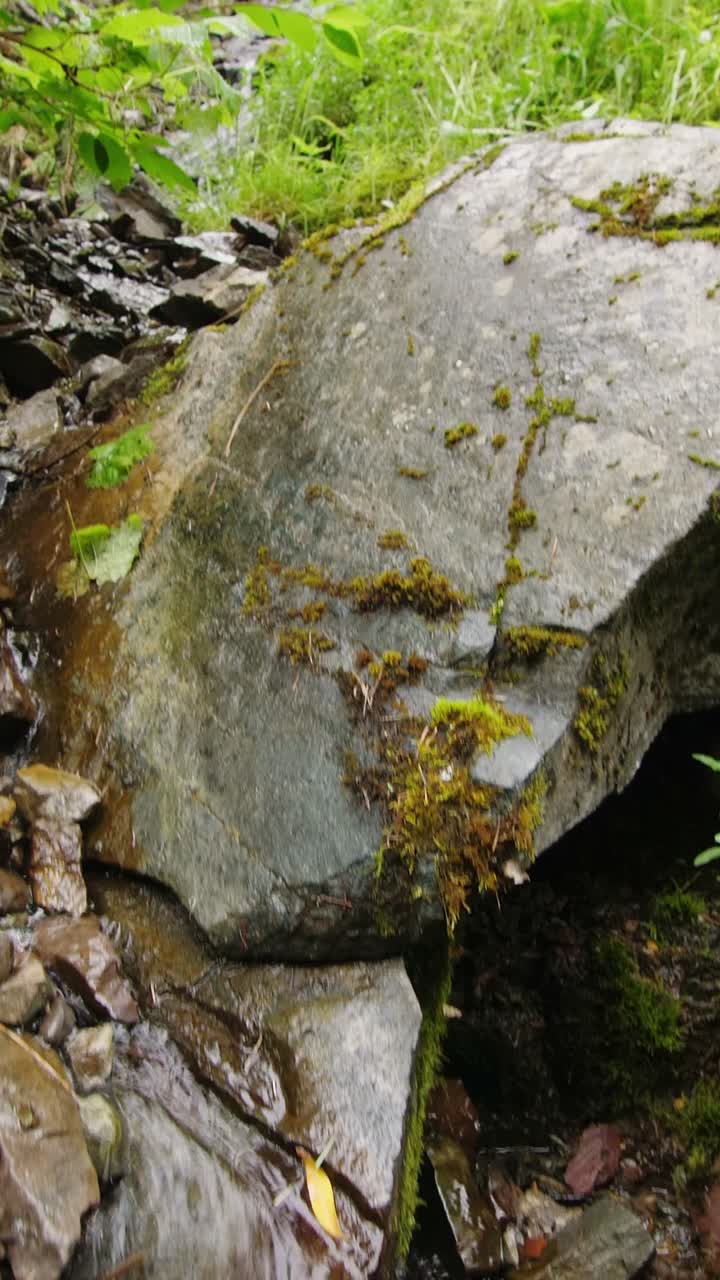 Drinking Fresh Water from a Mountain Stream
