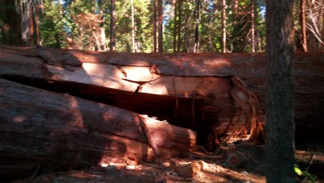 Panning shot along a massive fallen Giant Sequoia tree across hiking trail