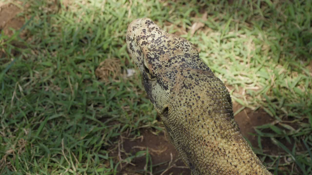 head of a young Komodo dragon