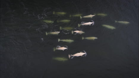 aerial shot of a big pod of beluga whale swimming together in the arctic