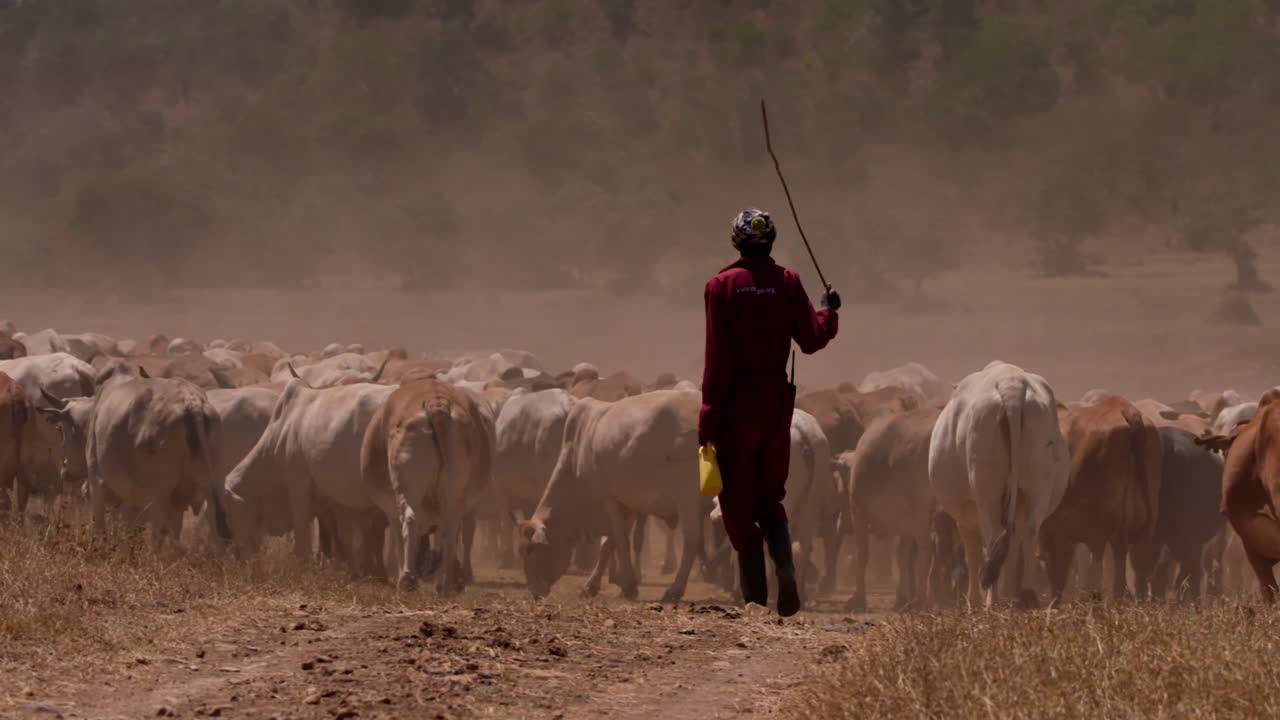 Campo lunghissimo di un mandriano che cammina dietro a una mandria di bovini.