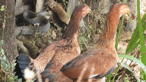 Rattenschlange-Findet-Nahrung-–-Betet-–-Ratte