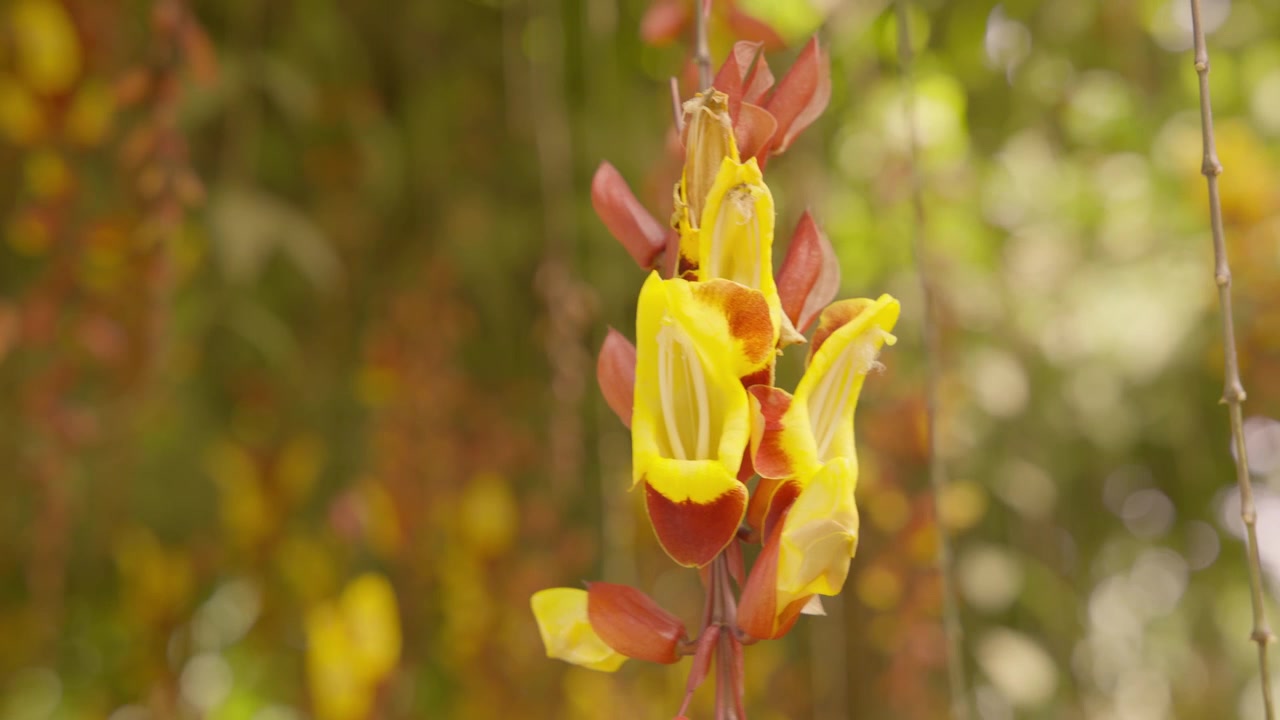 Bellissimo primo piano di un fiore di thunbergia mysorensis che ondeggia delicatamente in una riserva naturale