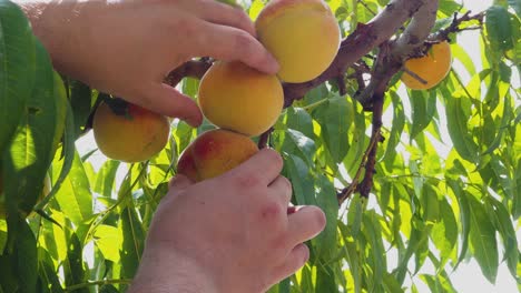 melocotonero con frutos que crecen en el jardín