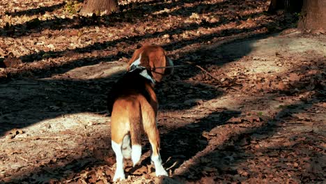 beautiful beagle dog