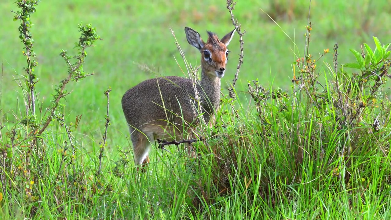 Dik-dik laiduntaa Maasai Marassa Keniassa.
