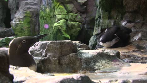 Two-common-guillemots-sitting-very-close-to-the-observer