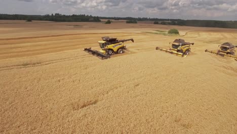 harvesting golden wheat