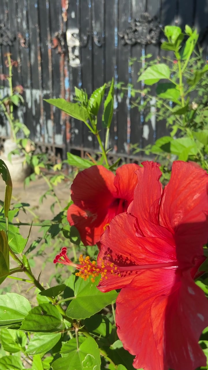 Fiore di ibisco rosso vibrante che sboccia in un giardino soleggiato