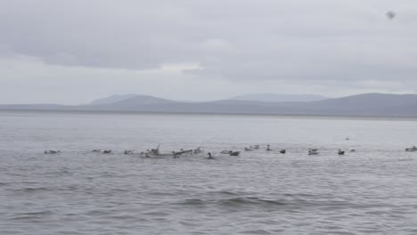 un grupo de gaviotas flotando en el océano en la base de una cordillera en canadá durante el invierno