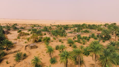 palm trees on sand dune of tanouchert oasis in mauritania. aerial tilt-up shot